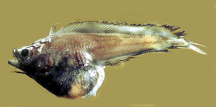 Rhynchogadus hepaticus_087